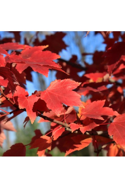 Листя клена червоного Феєрв’ю Флейм в осінньому відтінку.